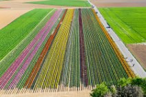 AERIAL ART - colorful tulip fields - Lower Rhine region - Germany 39 AERIAL ART - colorful tulip fields - Lower Rhine region - Germany 39