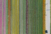 AERIAL ART - colorful tulip fields - Lower Rhine region - Germany 40 AERIAL ART - colorful tulip fields - Lower Rhine region - Germany 40