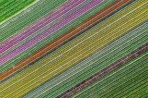 AERIAL ART - colorful tulip fields - Lower Rhine region - Germany 41 AERIAL ART - colorful tulip fields - Lower Rhine region - Germany 41
