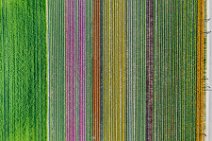 AERIAL ART - colorful tulip fields - Lower Rhine region - Germany 42 AERIAL ART - colorful tulip fields - Lower Rhine region - Germany 42