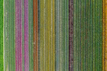 AERIAL ART - colorful tulip fields - Lower Rhine region - Germany 43 AERIAL ART - colorful tulip fields - Lower Rhine region - Germany 43