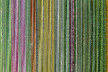 AERIAL ART - colorful tulip fields - Lower Rhine region - Germany 44 AERIAL ART - colorful tulip fields - Lower Rhine region - Germany 44