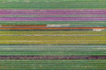 AERIAL ART - colorful tulip fields - Lower Rhine region - Germany 47 AERIAL ART - colorful tulip fields - Lower Rhine region - Germany 47