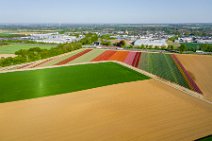 AERIAL ART - colorful tulip fields - Lower Rhine region - Germany 48 AERIAL ART - colorful tulip fields - Lower Rhine region - Germany 48