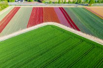 AERIAL ART - colorful tulip fields - Lower Rhine region - Germany 49 AERIAL ART - colorful tulip fields - Lower Rhine region - Germany 49