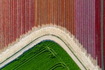 AERIAL ART - colorful tulip fields - Lower Rhine region - Germany 50 AERIAL ART - colorful tulip fields - Lower Rhine region - Germany 50