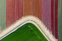 AERIAL ART - colorful tulip fields - Lower Rhine region - Germany 51 AERIAL ART - colorful tulip fields - Lower Rhine region - Germany 51
