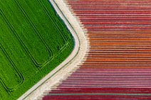 AERIAL ART - colorful tulip fields - Lower Rhine region - Germany 52 AERIAL ART - colorful tulip fields - Lower Rhine region - Germany 52