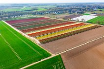 AERIAL ART - colorful tulip fields in the Lower Rhine region - Germany 29 AERIAL ART - colorful tulip fields in the Lower Rhine region - Germany 29.jpg