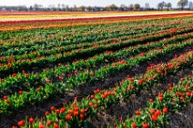 AERIAL ART - colorful tulip fields in the Lower Rhine region - Germany 31 AERIAL ART - colorful tulip fields in the Lower Rhine region - Germany 31.jpg