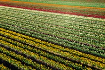AERIAL ART - colorful tulip fields in the Lower Rhine region - Germany 32 AERIAL ART - colorful tulip fields in the Lower Rhine region - Germany 32.jpg
