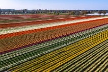 AERIAL ART - colorful tulip fields in the Lower Rhine region - Germany 33 AERIAL ART - colorful tulip fields in the Lower Rhine region - Germany 33.jpg