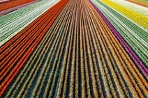 AERIAL ART - colorful tulip fields in the Lower Rhine region - Germany 34 AERIAL ART - colorful tulip fields in the Lower Rhine region - Germany 34.jpg