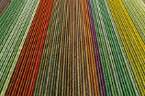 AERIAL ART - colorful tulip fields in the Lower Rhine region - Germany 36 AERIAL ART - colorful tulip fields in the Lower Rhine region - Germany 36.jpg