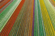 AERIAL ART - colorful tulip fields in the Lower Rhine region - Germany 37 AERIAL ART - colorful tulip fields in the Lower Rhine region - Germany 37.jpg