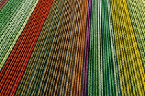 AERIAL ART - colorful tulip fields in the Lower Rhine region - Germany 38 AERIAL ART - colorful tulip fields in the Lower Rhine region - Germany 38.jpg