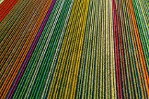 AERIAL ART - colorful tulip fields in the Lower Rhine region - Germany 39 AERIAL ART - colorful tulip fields in the Lower Rhine region - Germany 39.jpg