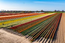 AERIAL ART - colorful tulip fields in the Lower Rhine region - Germany 40 AERIAL ART - colorful tulip fields in the Lower Rhine region - Germany 40.jpg