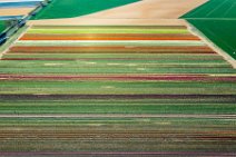 AERIAL ART - colorful tulip fields in the Lower Rhine region - Germany 41 AERIAL ART - colorful tulip fields in the Lower Rhine region - Germany 41.jpg