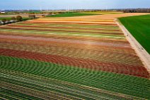 AERIAL ART - colorful tulip fields in the Lower Rhine region - Germany 42 AERIAL ART - colorful tulip fields in the Lower Rhine region - Germany 42.jpg