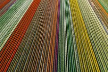 AERIAL ART - colorful tulip fields in the Lower Rhine region - Germany 44 AERIAL ART - colorful tulip fields in the Lower Rhine region - Germany 44.jpg