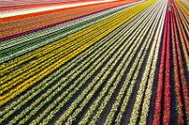 AERIAL ART - colorful tulip fields in the Lower Rhine region - Germany 47 AERIAL ART - colorful tulip fields in the Lower Rhine region - Germany 47.jpg
