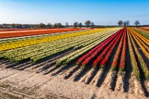 AERIAL ART - colorful tulip fields in the Lower Rhine region - Germany 48 AERIAL ART - colorful tulip fields in the Lower Rhine region - Germany 48.jpg