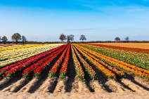 AERIAL ART - colorful tulip fields in the Lower Rhine region - Germany 49 AERIAL ART - colorful tulip fields in the Lower Rhine region - Germany 49.jpg