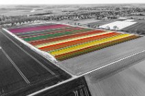 COLORSPOT AERIAL ART - Colorful tuip field in the Lower Rhine area - Germany COLORSPOT AERIAL ART - Colorful tuip field in the Lower Rhine area - Germany.jpg