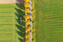 AERIAL ART - tree-lined street in autumn light - near Moenchengladbach - Germany 04 AERIAL ART - tree-lined street in autumn light - near Moenchengladbach - Germany 04.jpg