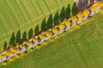 AERIAL ART - tree-lined street in autumn light - near Moenchengladbach - Germany 05 AERIAL ART - tree-lined street in autumn light - near Moenchengladbach - Germany 05.jpg