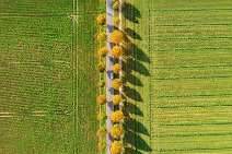 AERIAL ART - tree-lined street in autumn light - near Moenchengladbach - Germany 06 AERIAL ART - tree-lined street in autumn light - near Moenchengladbach - Germany 06.jpg