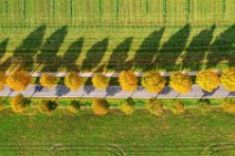 AERIAL ART - tree-lined street in autumn light - near Moenchengladbach - Germany 09 AERIAL ART - tree-lined street in autumn light - near Moenchengladbach - Germany 09.jpg