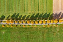 AERIAL ART - tree-lined street in autumn light - near Moenchengladbach - Germany 11 AERIAL ART - tree-lined street in autumn light - near Moenchengladbach - Germany 11.jpg