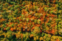 AERIAL ART - forest in autumn colors near Kerpen - Germany 01 AERIAL ART - forrest in autumn colors near Kerpen - Germany 01.jpg