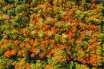 AERIAL ART - forest in autumn colors near Kerpen - Germany 02 AERIAL ART - forrest in autumn colors near Kerpen - Germany 02.jpg