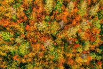 AERIAL ART - forest in autumn colors near Kerpen - Germany 03 AERIAL ART - forrest in autumn colors near Kerpen - Germany 03.jpg