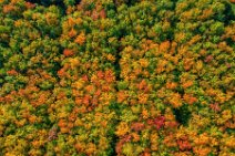 AERIAL ART - forest in autumn colors near Kerpen - Germany 04 AERIAL ART - forrest in autumn colors near Kerpen - Germany 04.jpg