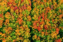 AERIAL ART - forest in autumn colors near Kerpen - Germany 05 AERIAL ART - forrest in autumn colors near Kerpen - Germany 05.jpg