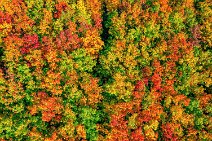 AERIAL ART - forest in autumn colors near Kerpen - Germany 06 AERIAL ART - forrest in autumn colors near Kerpen - Germany 06.jpg