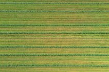 AERIAL ART - mowed grass in lines - near Moenchengladbach - Germany 02 AERIAL ART - mowed grass in lines - near Moenchengladbach - Germany 02.jpg