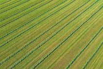 AERIAL ART - mowed grass in lines - near Moenchengladbach - Germany 04 AERIAL ART - mowed grass in lines - near Moenchengladbach - Germany 04.jpg
