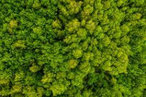 AERIAL ART - Beeckerwald forest - Wegberg - Germany AERIAL ART - Beeckerwald forrest - Wegberg - Germany