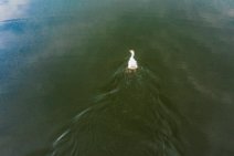 AERIAL ART - swan on a lake - Wegberg - Germany AERIAL ART - swan on a lake - Wegberg - Germany