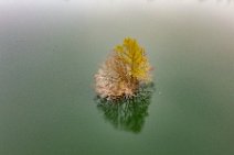 AERIAL ART - Trees in a lake - Germany 2 AERIAL ART - Trees in a lake - Germany 2.jpg