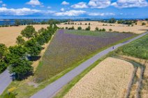 AERIAL ART - thistle field near Grossenbrode - Germany 01 AERIAL ART - thistle field near Grossenbrode - Germany