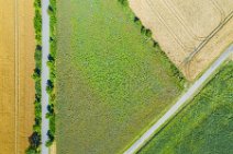 AERIAL ART - thistle field near Grossenbrode - Germany 02 AERIAL ART - thistle field near Grossenbrode - Germany