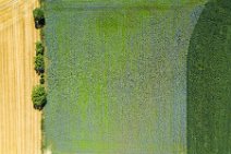 AERIAL ART - thistle field near Grossenbrode - Germany 04 AERIAL ART - thistle field near Grossenbrode - Germany