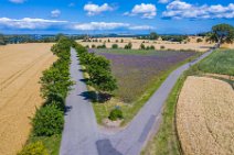 AERIAL ART - thistle field near Grossenbrode - Germany 07 AERIAL ART - thistle field near Grossenbrode - Germany