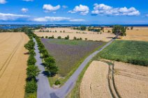 AERIAL ART - thistle field near Grossenbrode - Germany 09 AERIAL ART - thistle field near Grossenbrode - Germany